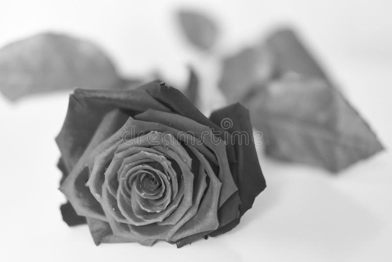 Gray Rose Flower with Water Drops Top View Isolated on White Background