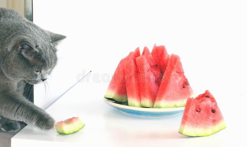 The Gray Scottish Cat is Eating a Juicy Sweet Watermelon. a Domestic ...