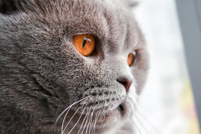Gray Scottish Fold cat with orange eyes looks away stock photography Gray Scottish Fold cat with orange eyes looks away stock photography