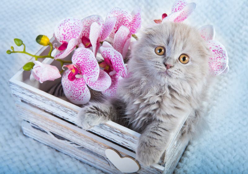 Scottish fold kitten gray cat with orchids flowers