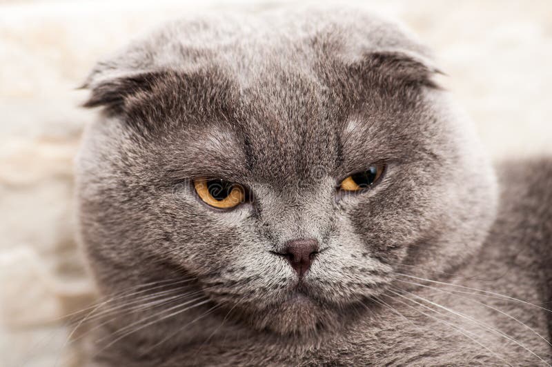 Scottish Folded Ear Mother Cat with Kittens Stock Photo Image of