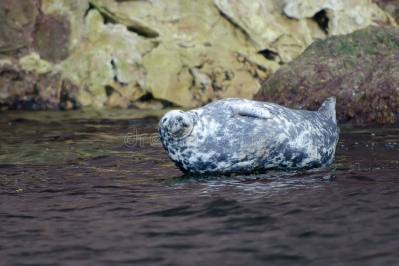 Gray Seal