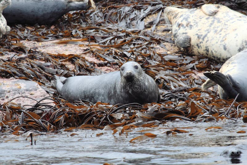 Gray seal mammal north sea stock photo. Image of nature 50170120