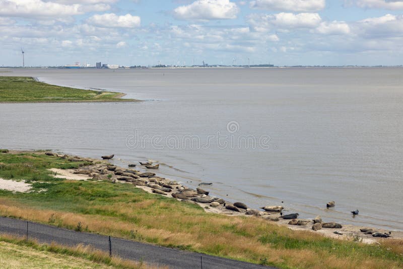 Resting gray seals at Punt van Reide in Dollard estuary of the Dutch province Groningen. Resting gray seals at Punt van Reide in Dollard estuary of the Dutch province Groningen