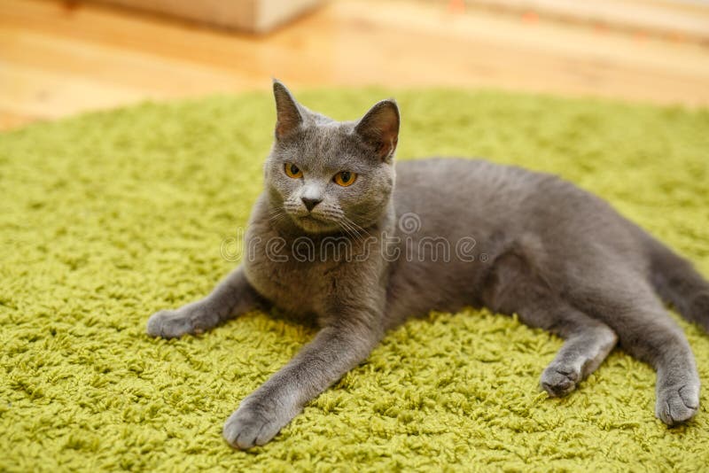 Domestic angry cat sitting in front of entry door. Kitten is