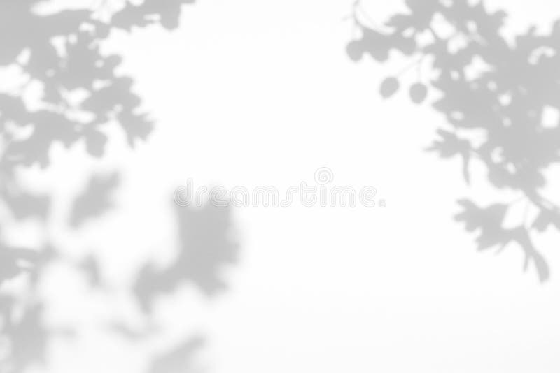 Gray shadow of the leaves on a white wall stock image Gray shadow of the leaves on a white wall stock image