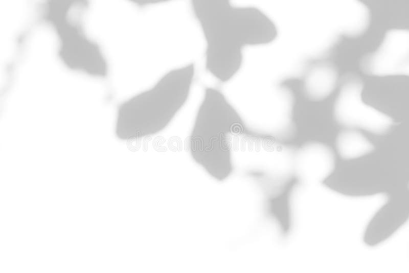 gray shadow of the leaves on a white wall