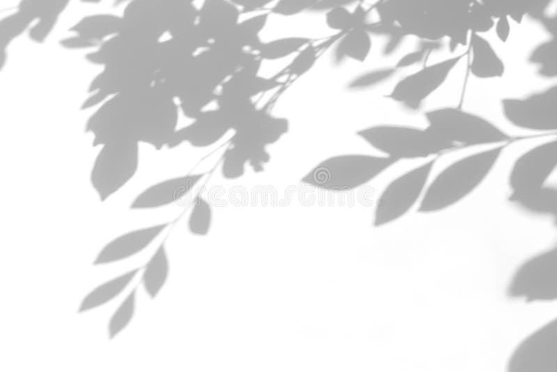 gray shadow of the leaves on a white wall