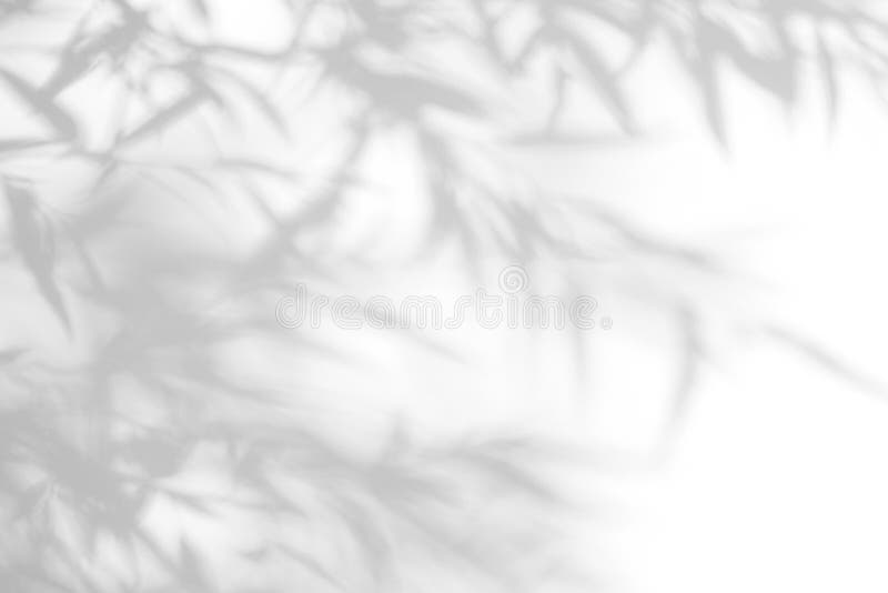 Gray shadow of the leaves on a white wall stock images Gray shadow of the leaves on a white wall stock images