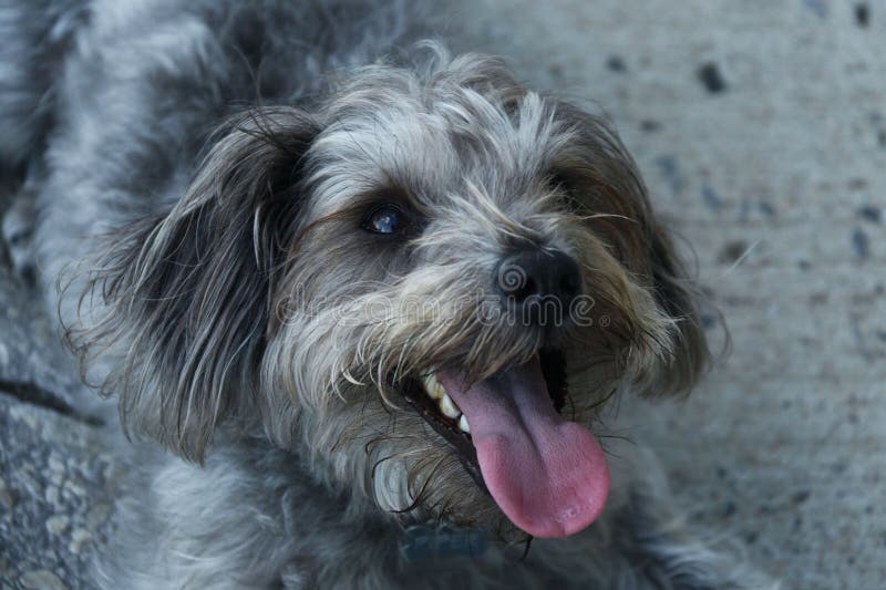 Gray Shih Tau met uit tong stock foto's Gray Shih Tau met uit tong stock foto's