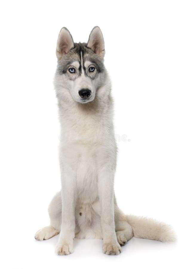 Dark Grey Siberian Husky