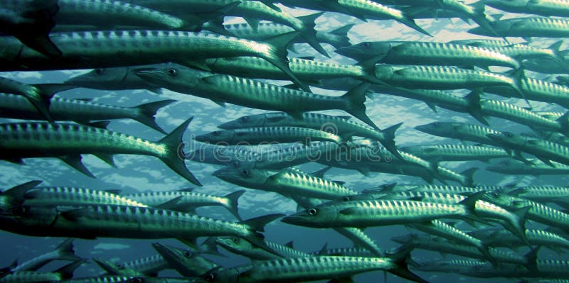 Gray And Silver School Of Fish Underwater Photography Free Public Domain Cc0 Image