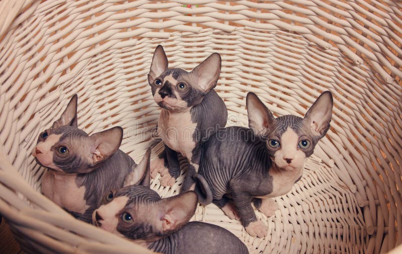 Gray Sphynx Kittens Inside cercare del canestro fotografia stock Gray Sphynx Kittens Inside cercare del canestro fotografia stock