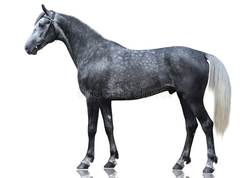 The gray sport horse stand isolated on white background stock photo The gray sport horse stand isolated on white background stock photo