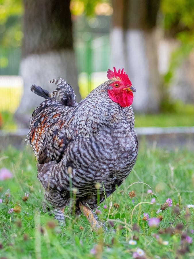 Gray Spotted Rooster in the Garden on the Grass Stock Image Image of