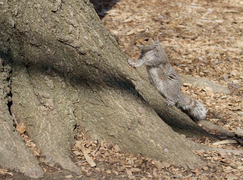 Gray squirrel, arboreal rodent, near big tree in park.