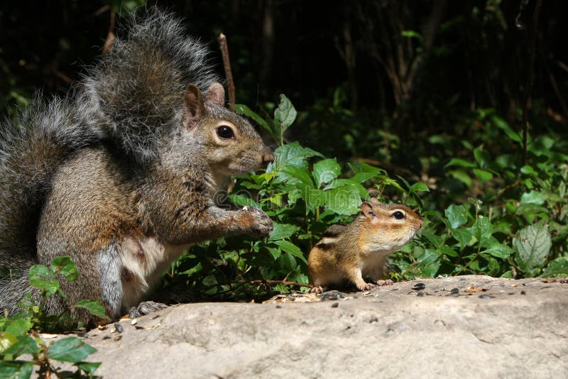 Gray Squirrel And Chipmunk