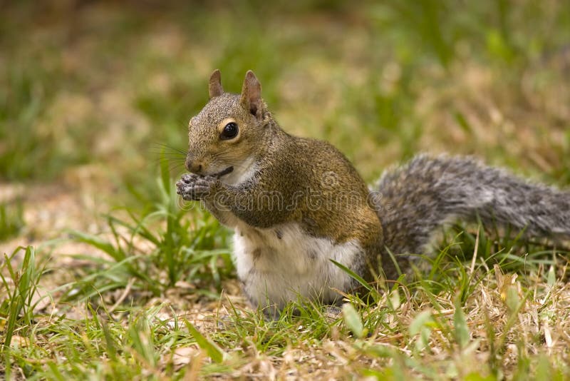 Gray Squirrel Eating Picture. Image 4307205