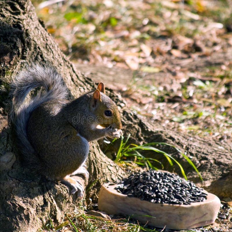 Gray Squirrel Eating stock photos