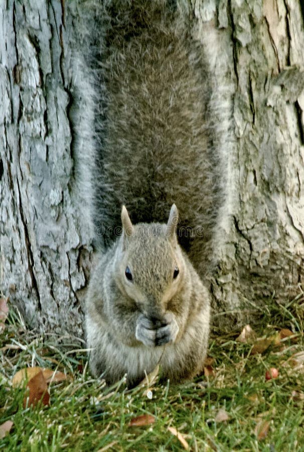A Big Gray Squirrel Eats A Nut At The Base of a Tree stock image