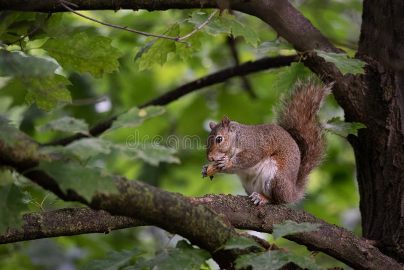 Gray squirrel eats a peanut perched on a tree branch stock photo