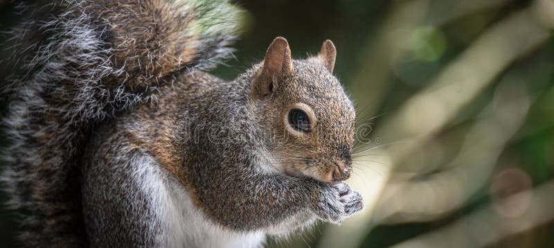 Gray Squirrel Foraging for Food