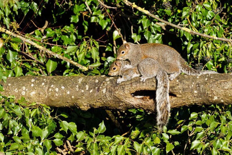 Gray Squirrel (Sciurus Carolinensis) Pair Mating, Taken in the UK Stock