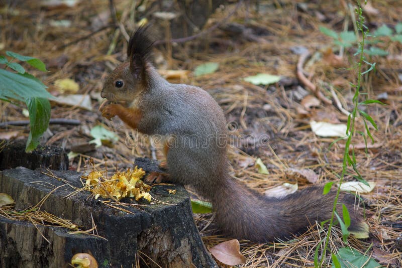 Gray squirrel sits on the grass royalty free stock photography