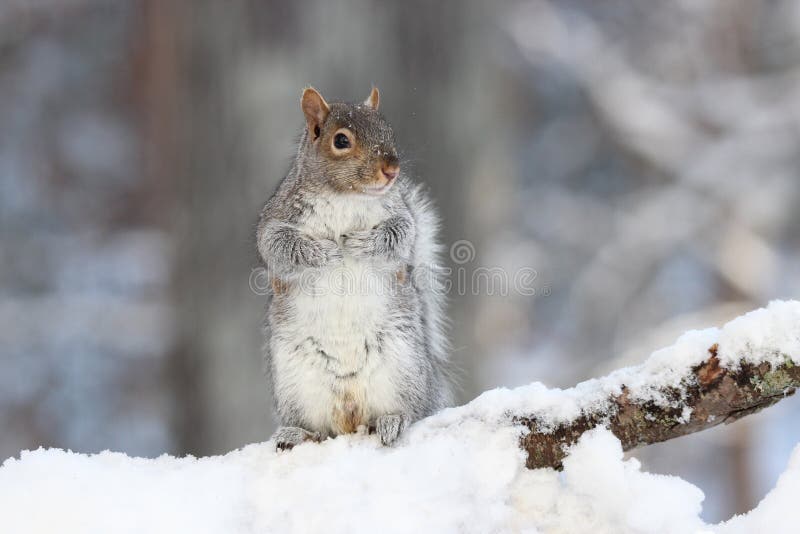 Roztomilý šedá veverička sa v zime v stoji na zasnežených stromov pobočky.