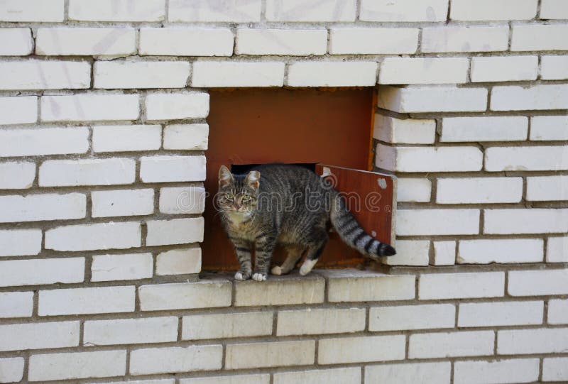 basement window cat door