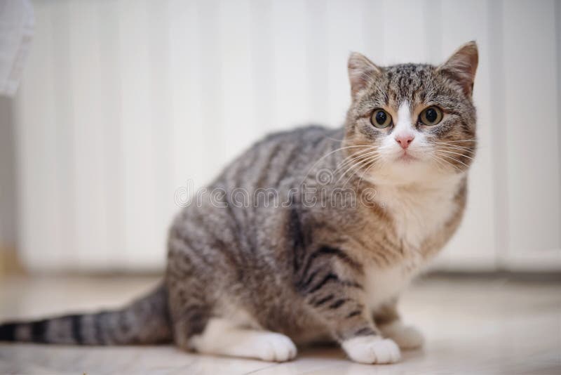 Gray Striped Cat with White Paws, Sits. Stock Photo Image of nature