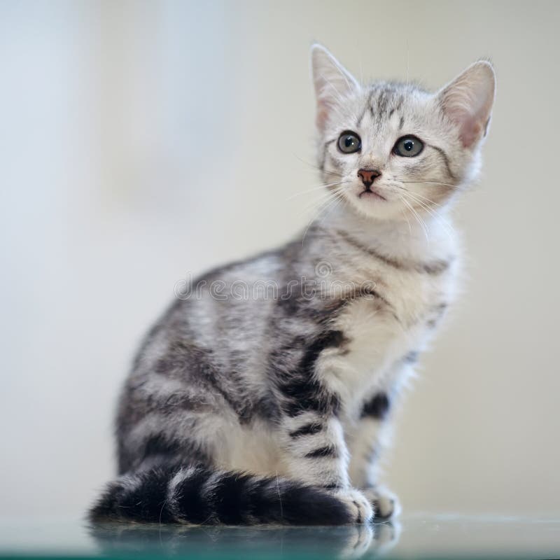 Gray Striped Domestic Kitten Stock Image - Image of striped, breed
