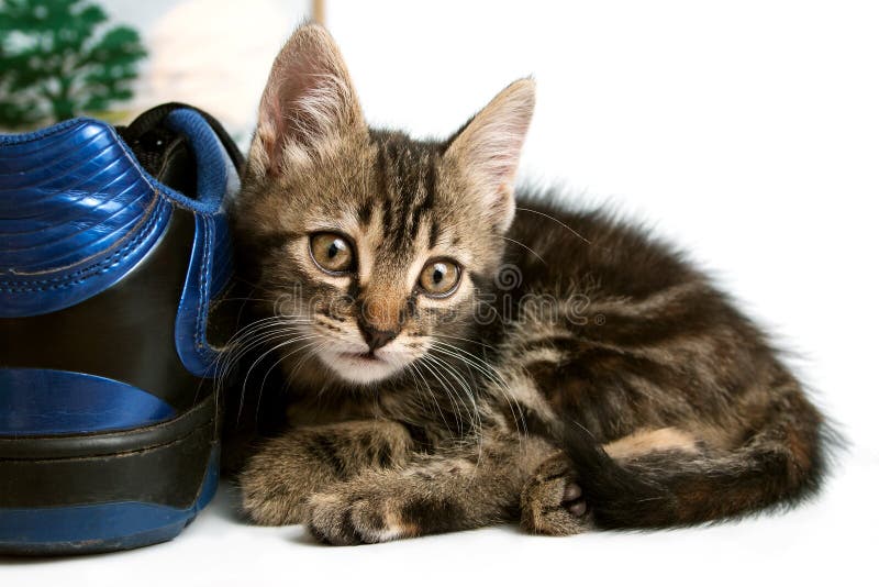 Cute gray striped kitten playing with a boot