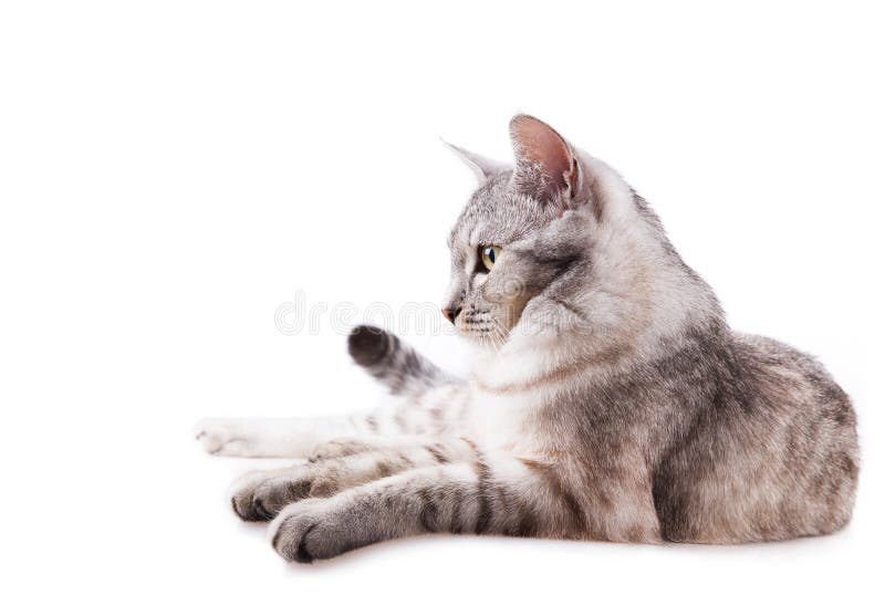 Gray Striped Tabby Cat Kitten Stock Photo - Image of play, pussycat ...