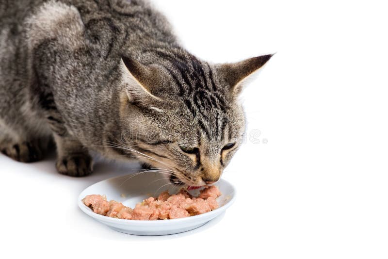 Grey Tabby Cat Eating Wet Food from Bowl on White Stock Image Image