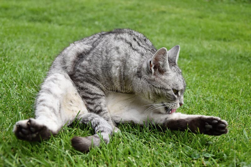 Gray tabby cat sitting in the grass and licking his paw