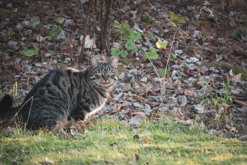 house cat tabby