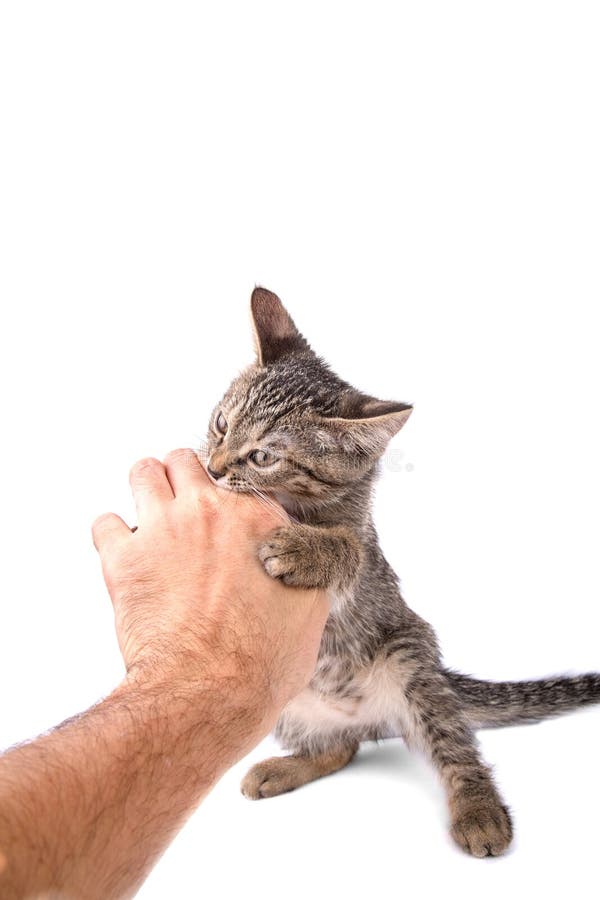 Gray tabby kitten bites the hand on white background stock photo Gray tabby kitten bites the hand on white background stock photo