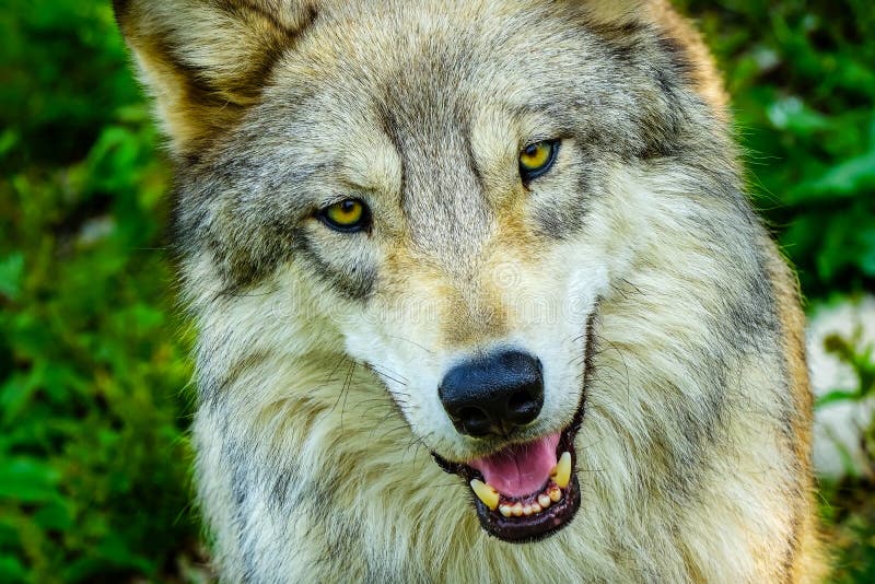 382 Yellow Wolf Eyes Wild Animal Nature Stock Photos Free & Royalty