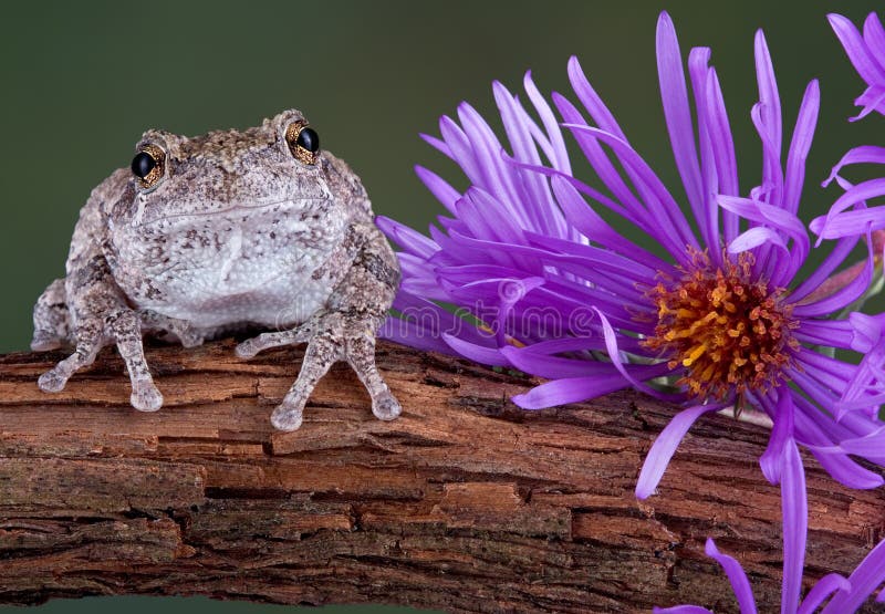 Gray tree frog next to purple aster