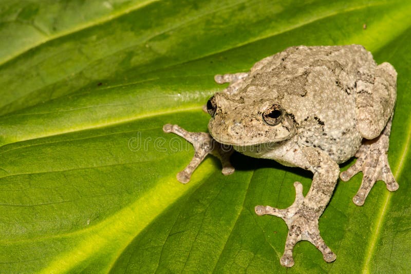 Gray Treefrog (Hyla versicolor) royalty free stock photo