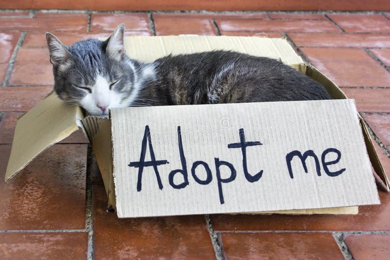 A gray-white adult cat sleapping in a cardboard box with the words `adopt me`. Side view. Pet adoption concept. A gray-white adult cat sleapping in a cardboard box with the words `adopt me`. Side view. Pet adoption concept