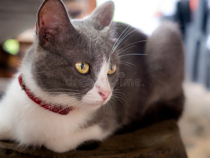 Gray White Cat Facing the Right Side and Lying Stock Photo Image of