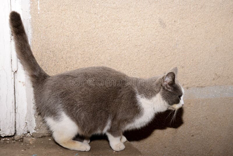 A gray and white cat is preparing to jump from the threshold.