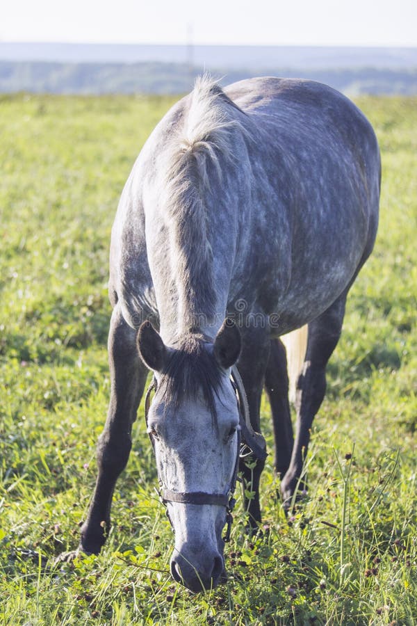 Gray white dappled horse grazing on a grassy meadow