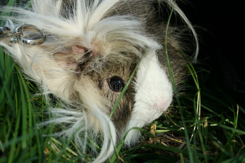 Gray and White Guinea Pig with Long Fur on the Grass. Stock Image