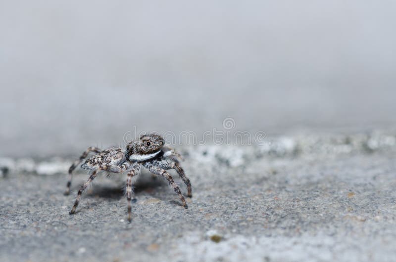 Gray White Jump Spider on the Wall Stock Image Image of sunlight
