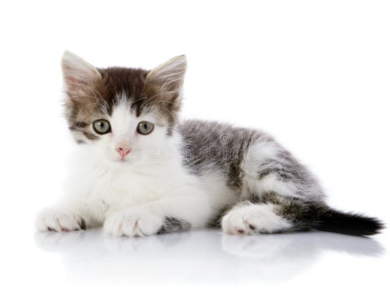 Gray with white the kitten lies on a white background.