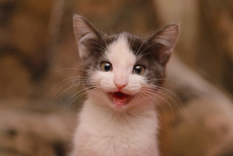 Gray white kitten meows, portrait of a kitten