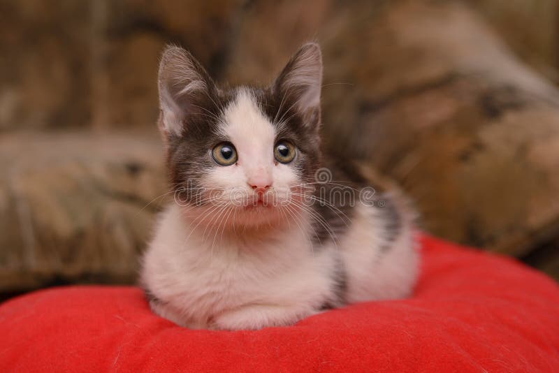 Gray white kitten sitting on a red pillow